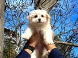 Tüy Dökülmesi Az Olan Maltipoo Yavrularımız