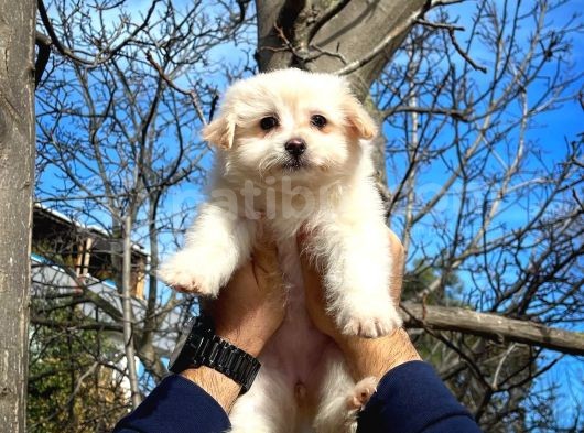 Tüy Dökülmesi Az Olan Maltipoo Yavrularımız görsel