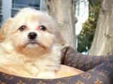 Tüy Dökülmesi Az Olan Maltipoo Yavrularımız