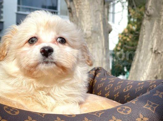 Tüy Dökülmesi Az Olan Maltipoo Yavrularımız görsel