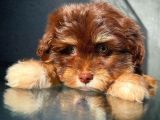Show Kalıte Maltipoo Yavrularımız