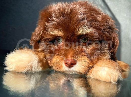 Show Kalıte Maltipoo Yavrularımız görsel