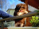Show Kalıte Maltipoo Yavrularımız