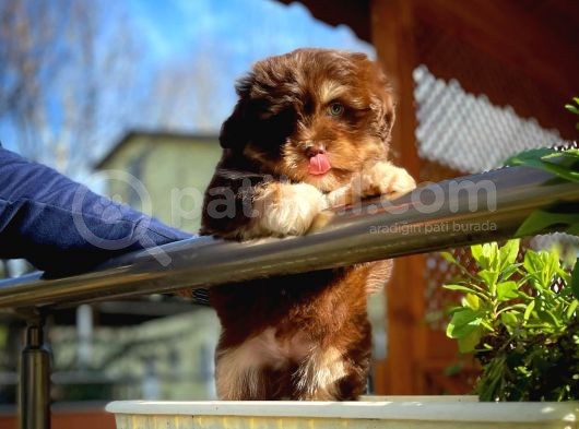 Show Kalıte Maltipoo Yavrularımız görsel