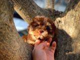Show Kalıte Maltipoo Yavrularımız