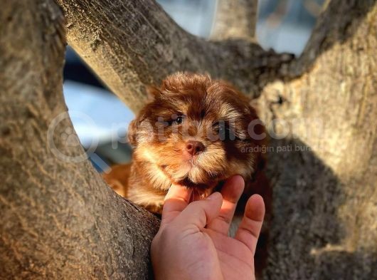 Show Kalıte Maltipoo Yavrularımız görsel