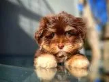 Show Kalıte Maltipoo Yavrularımız