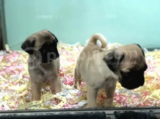 Satilik Pug Yavrulari