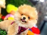 3.5 Aylik Erkek Pomerani̇an Boo