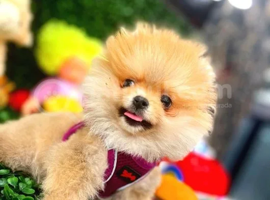 3.5 Aylik Erkek Pomerani̇an Boo