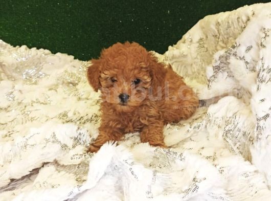 Tüy Dökmeyen Koku Yapmayan Red Poodle Yavrumuz görsel