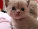 British Shorthair Lilac renk Sağlıklı Anne altından