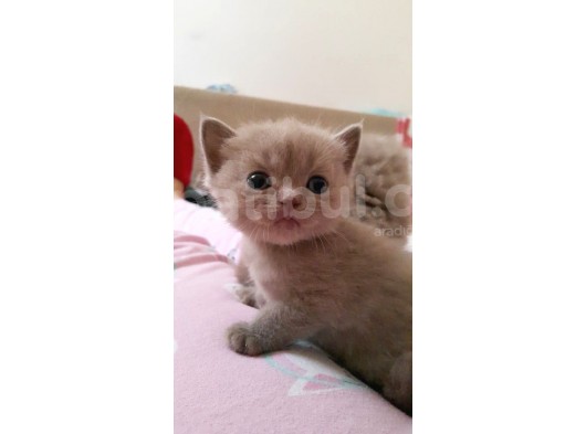 British Shorthair Lilac Renk Sağlıklı Anne Altından görsel