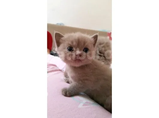 British Shorthair Lilac Renk Sağlıklı Anne Altından