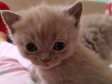 British Shorthair Lilac Renk Sağlıklı Anne Altından