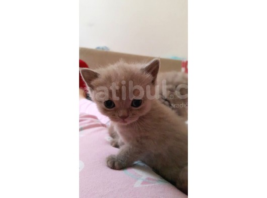 British Shorthair Lilac Renk Sağlıklı Anne Altından görsel