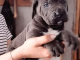 Satilik Cane Corso Yavrulari