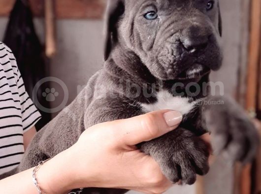 Satilik Cane Corso Yavrulari görsel
