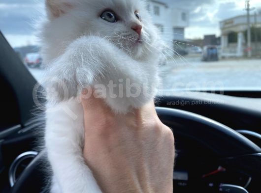 Efsane Bir Longhair görsel