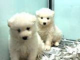 Satilik Samoyed Yavrulari