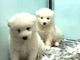 Satilik Samoyed Yavrulari