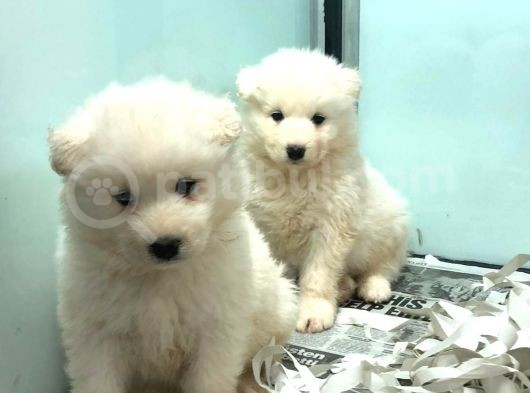 Satilik Samoyed Yavrulari görsel
