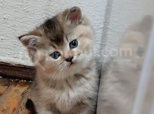 Bu Kadar Güzelini Gördünüz Mü? görsel