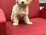 Gerçek Maltipoo