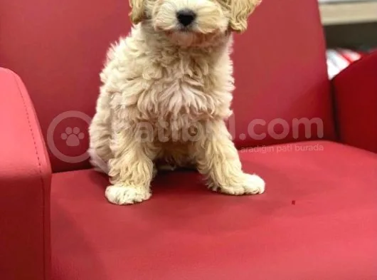Gerçek Maltipoo