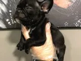 Satilik French Bulldog Yavrulari