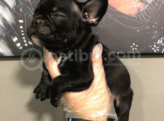 Satilik French Bulldog Yavrulari görsel
