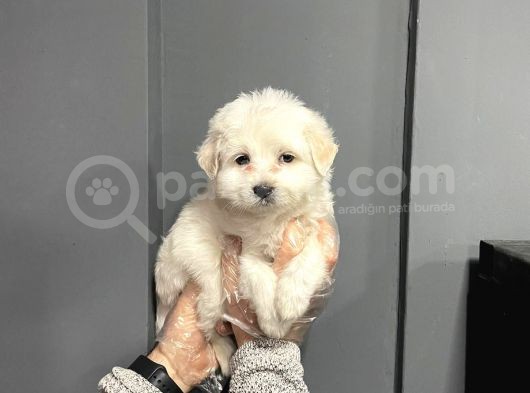 Satilik Maltese Terri̇er Yavrulari görsel