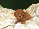 Tüy Dökmeyen Koku Yapmayan Red Poodle Yavrumuz