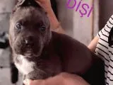 Satilik Cane Corso Yavrulari