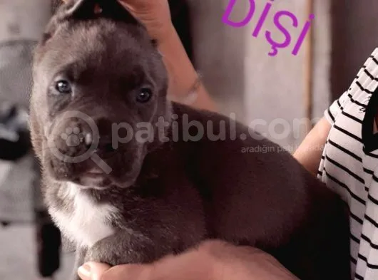 Satilik Cane Corso Yavrulari