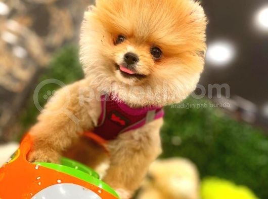 3.5 Aylik Erkek Pomerani̇an Boo görsel