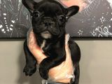 Satilik French Bulldog Yavrulari