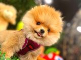 3.5 Aylik Erkek Pomerani̇an Boo