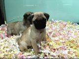 Satilik Pug Yavrulari