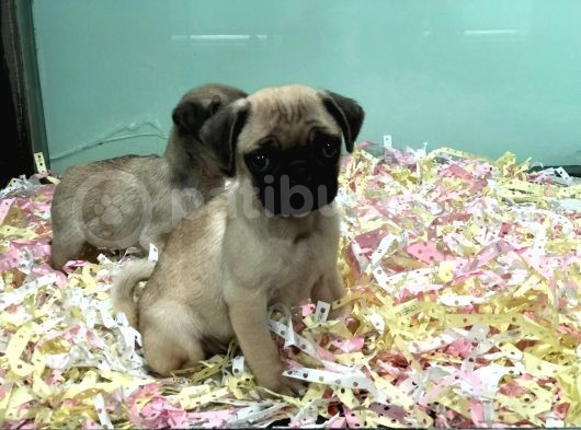 Satilik Pug Yavrulari görsel