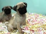 Satilik Pug Yavrulari