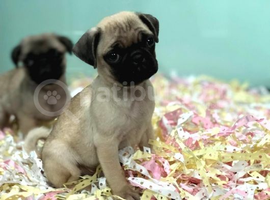 Satilik Pug Yavrulari görsel