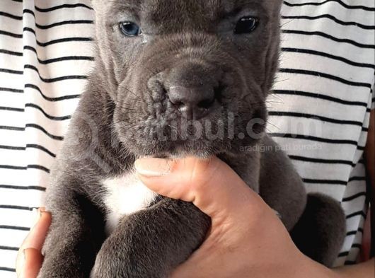 Satilik Cane Corso Yavrulari görsel