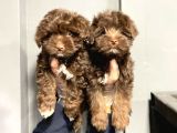 Satilik Malti̇poo Yavruları