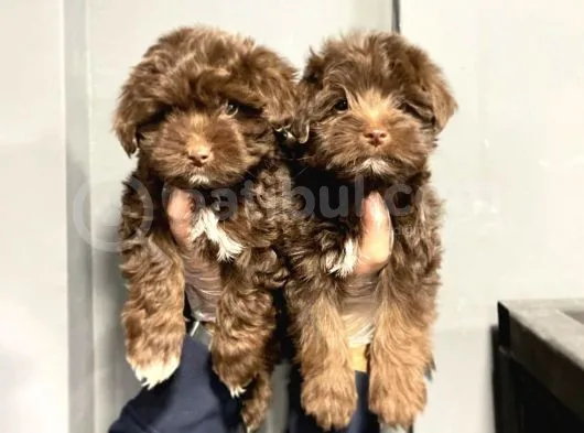 Satilik Malti̇poo Yavruları