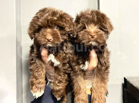 Satilik Malti̇poo Yavruları görsel