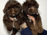 Satilik Malti̇poo Yavruları