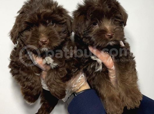 Satilik Malti̇poo Yavruları görsel