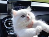 Efsane Bir Longhair