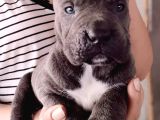 Satilik Cane Corso Yavrulari